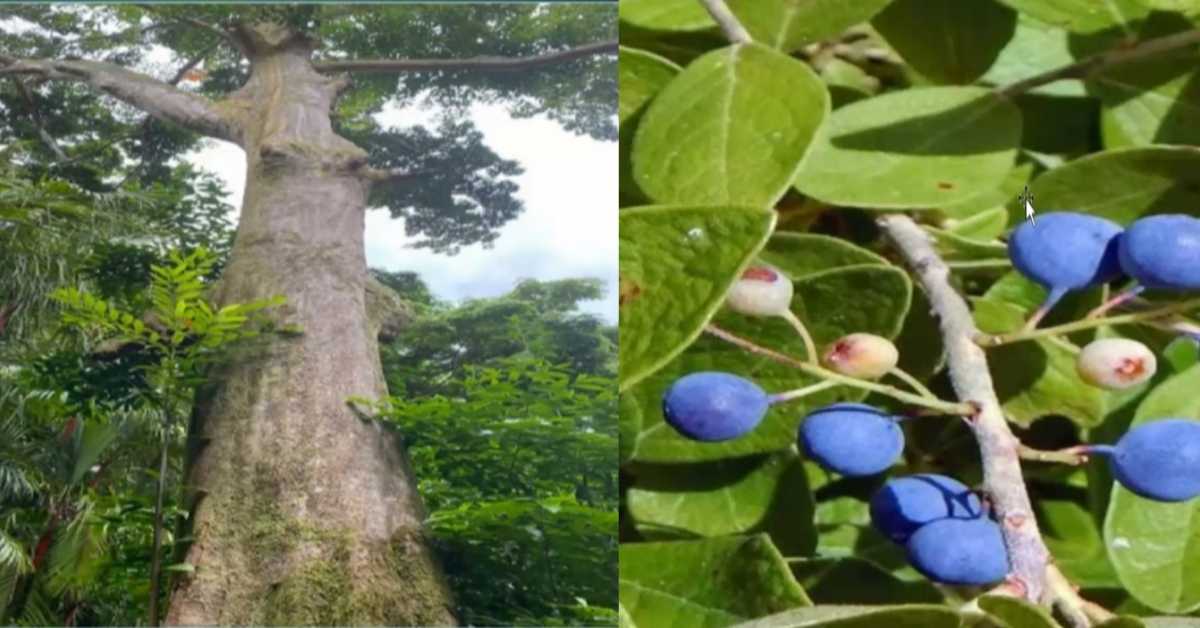 Rudraksha tree and friuts